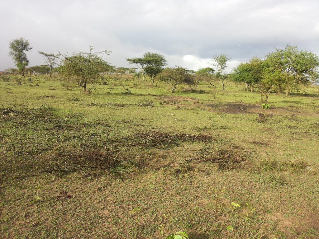 semi arid area two days after rainfall