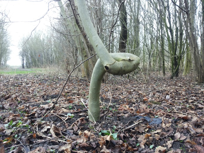 Tree, broken but restored in its growth